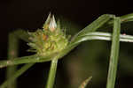 Asian spikesedge